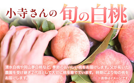 小寺さんの旬の白桃 2kg 6～8玉 小寺壽夫 《7月中旬-8月下旬頃出荷》 岡山県 笠岡市 岡山県産 モモ 果物 フルーツ もも 桃 白桃 白鳳 清水白桃 岡山夢白桃 白麗 白露 白皇 st-p