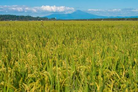 【令和7年産先行予約】 馬町さくらファームのはえぬき 玄米 10kg（5kg×2袋）　K-761