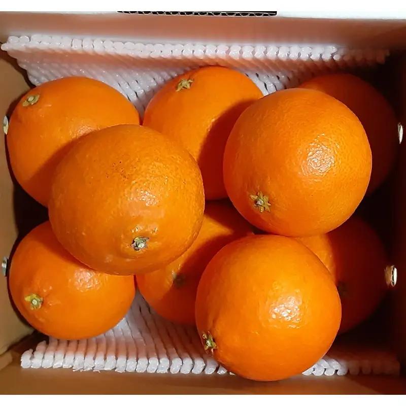 【2026年先行予約】紅まどんな 1.5kg (5～13個) ご家庭用 愛媛みかん 愛果28号 紅マドンナ まどんな マドンナ みかん ミカン 蜜柑 果物 くだもの フルーツ 柑橘 かんきつ 柑橘類 