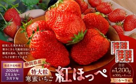 寒蜜いちご 紅ほっぺ 特大粒 4パック（約300g×4パック） 【2026年2月上旬-3月下旬発送予定】【配送不可：北海道・沖縄・離島】｜ いちご 苺 紅ほっぺ 果物 くだもの フルーツ 菊川市