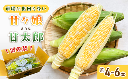 とうもろこし 先行予約 甘々娘 甘太郎 約4〜6本 レンチン とうもろこし