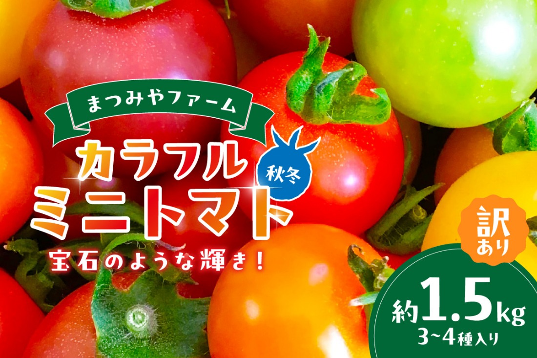 【先行予約】訳あり 宝石のような輝き！カラフルミニトマト 約1.5kg（秋冬）（2025年10月上旬～発送）　MY00004