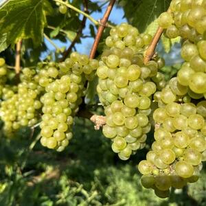 【数量限定】佐倉産初!ワイン　厳選3本セット　赤・白・オレンジワイン【配送不可地域：離島】【1637172】