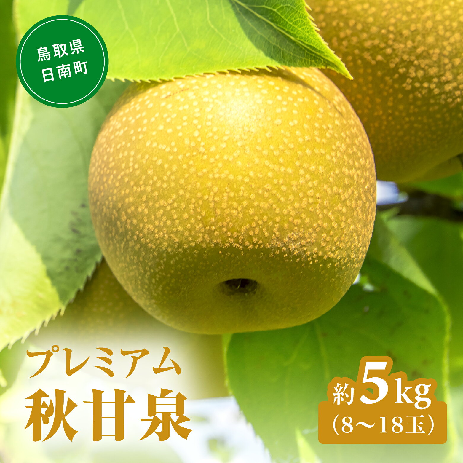 【ふるさと納税】プレミアム秋甘泉（あきかんせん） 5kg前後(8～18玉前後) 梨 なし 果物 日南町 高間商店