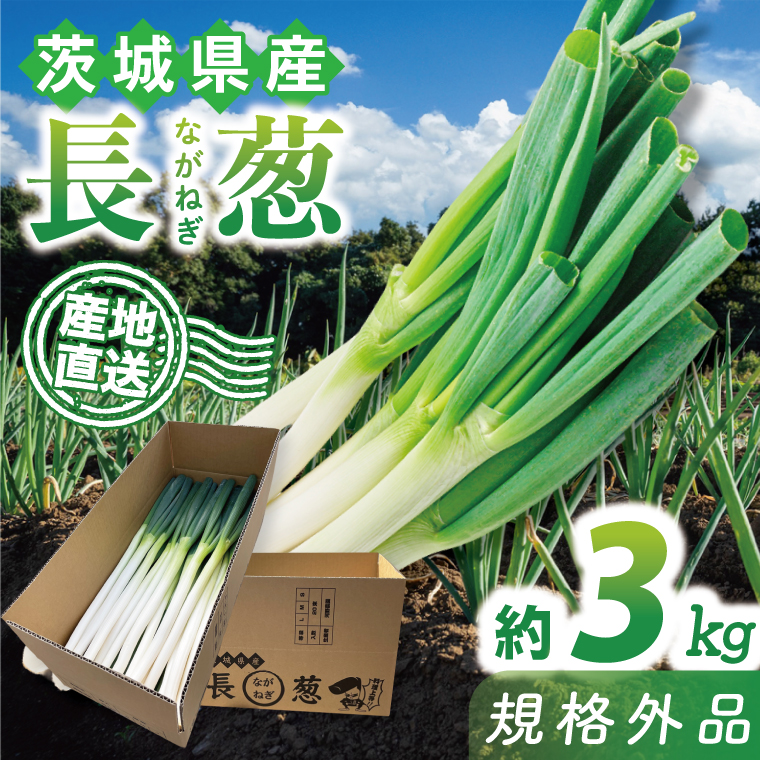 【訳あり】 河野農園 新鮮 長ねぎ ( 規格外 ) 約3kg｜ねぎ 野菜 茨城県 行方市(HW-1)