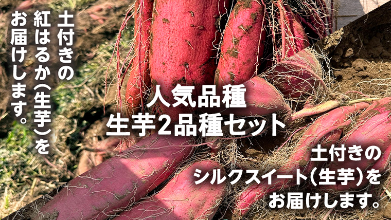 【 先行予約 2024年11月中旬以降発送 】 訳あり 無選別 八千代町産 紅はるか シルクスイート 2種 食べ比べ 生芋 土付き 合計 約 10kg さつまいも サツマイモ 芋 いも イモ ワケアリ