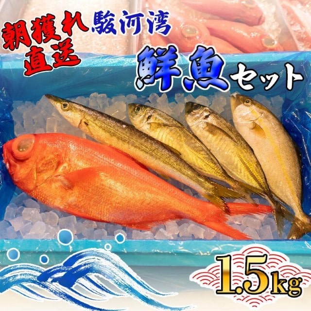 天然 旬の鮮魚セット 1.5kg 鮮魚ボックス 程度 沼津港 朝獲れ直送