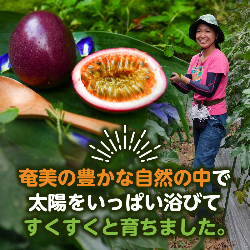 【2025年先行予約】奄美パッションフルーツ 2.7kg 家庭用（サイズ混合）（27個前後）　A135-003