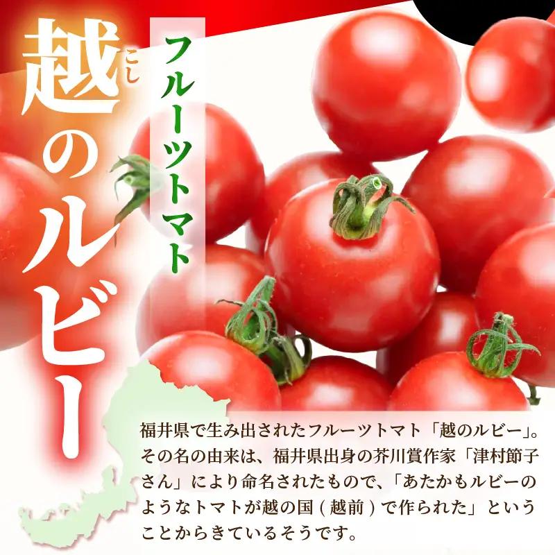 定期便 2ヶ月連続お届け フルーツトマト 越のルビー 1kg（10月～11月） 化粧箱入り 2026年10月上旬以降順次発送 とまと 野菜 [A-19106]