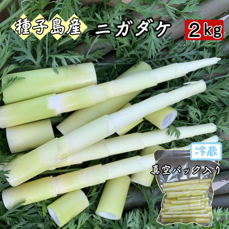【ふるさと納税】＼ 先行予約 ／種子島 こむぎ屋工房 希少 な 種子島産 苦竹 （ ニガダケ ） 真空パック 2キロ 今が食べごろ！　種子島苦竹（ニガタケ）真空包装2キロ