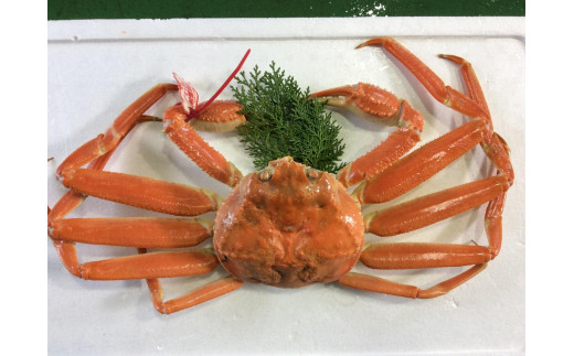 【魚倉】タグ付きボイル松葉ガニ(特大950ｇ)｜国産 タグ付き ズワイガニ 松葉ガニ カニ 蟹 松葉　かに ボイル カニ鍋 かに鍋 鍋 かにしゃぶ かにみそ ずわいがに　ずわい蟹　ずわい　ズワイ 松葉がに　ボイル　蟹料理　かに料理　カニ料理　茹で　松葉　冬の味覚の王様　ボイル済　海鮮　冬の味覚　鮮度抜群　おとり寄せ　高級食材　魚介類　食べ応え　期間限定 送料無料 鳥取県 三朝町