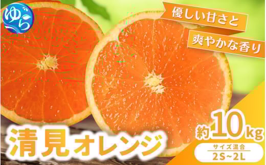 【来シーズン 先行予約】清見オレンジ 約10kg ※2026年3月上旬～順次発送 農家直送 / くだもの  果実  柑橘 果物 フルーツ 国産 和歌山県 由良町 清見  人気 おすすめ 和歌山 甘い きよみ 清見おれんじ 【nktn021】