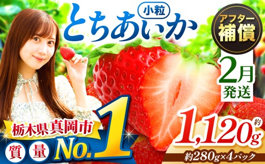 【先行予約】【2月発送】小粒 とちあいか 約1120g （280g×4パック）  | 1月 2月 3月 4月 |  果物 フルーツ 苺 イチゴ 2027年分   栃木県 真岡市 送料無料