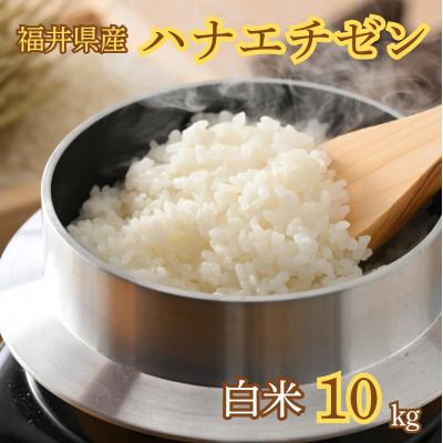 ふるさと納税 小浜市 令和7年産　新米ハナエチゼン10kg・白米