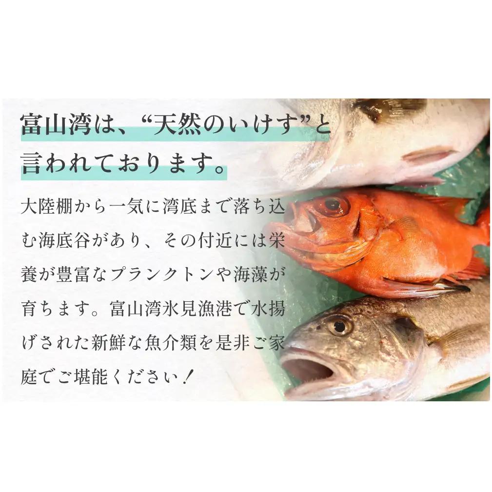 【３回 定期便】 氷見漁港朝どれ！旬の新鮮刺身おまかせセット ２、３人前（３月・６月・１１月）