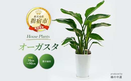 2026年3月中旬～発送【観葉植物】オーガスタ70cm～90cm(緑の中道/025-1993) 観葉植物 植物 鉢付 インテリア 室内 オフィス おしゃれ プレゼント ギフト 開店祝い 移転祝い マイナスイオン【配送不可地域：北海道・沖縄県・離島】