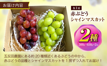 赤ぶどうとシャインマスカット おまかせ2種セット (約500gから650g)【五反田農園】[OBW002]