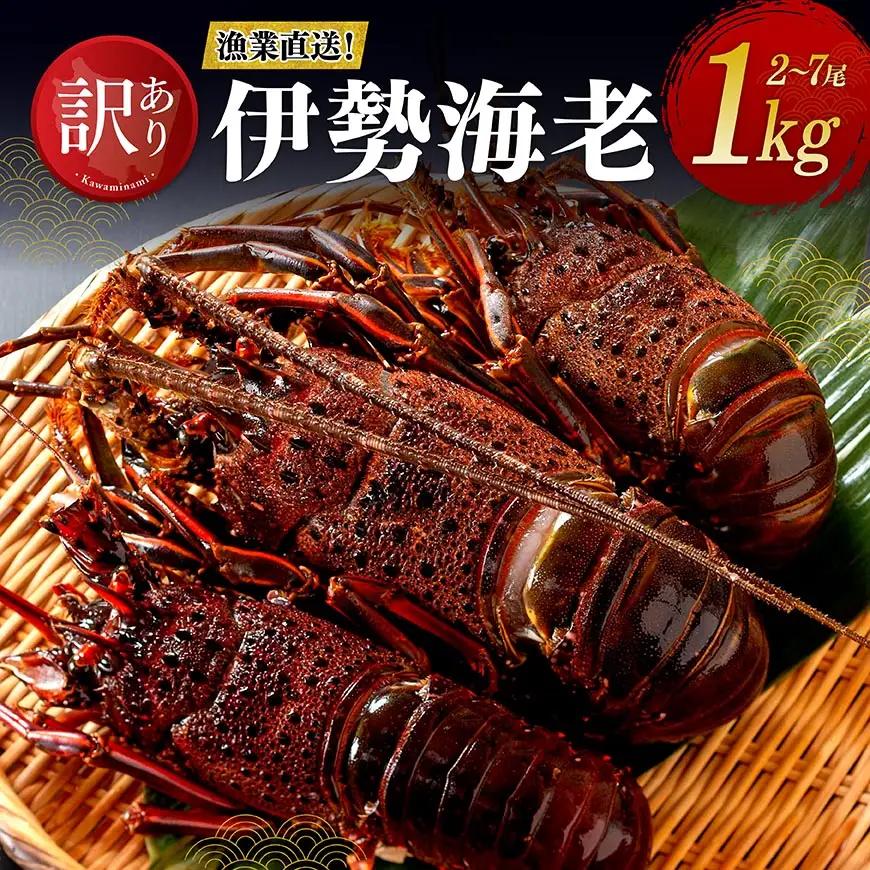 【訳あり！】【漁協直送！】冷凍伊勢海老1kg（2～7尾） 【 伊勢海老 イセエビ 訳あり 魚介 】