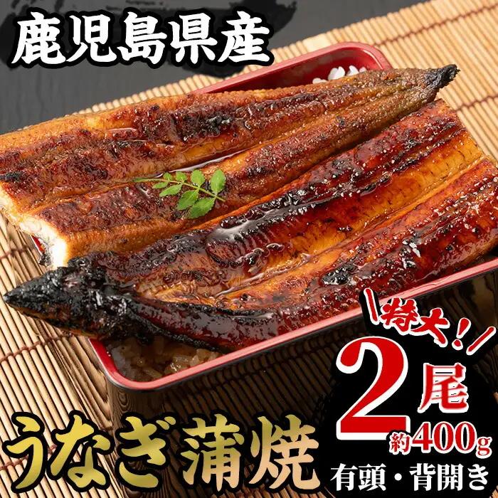 【うなぎ】 蒲焼 鹿児島県産 特大 2尾 うなぎ【00-025-16-90】