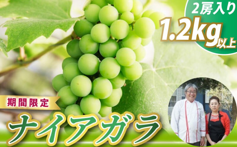 
                  ぶどう フルーツ 果物 ナイアガラ 旬 果実 国産 合計1.2kg 2房 600g×2房 濃厚 華やか 期間限定 数量限定 先行予約 くだもの 葡萄 産地直送 家庭用 生食 ご家庭用 ジュース ゼリー ジャム おやつ デザート 鹿嶋市産 ふるさと納税 茨城県 鹿嶋市 【7月下旬～10月上旬発送予定】
                