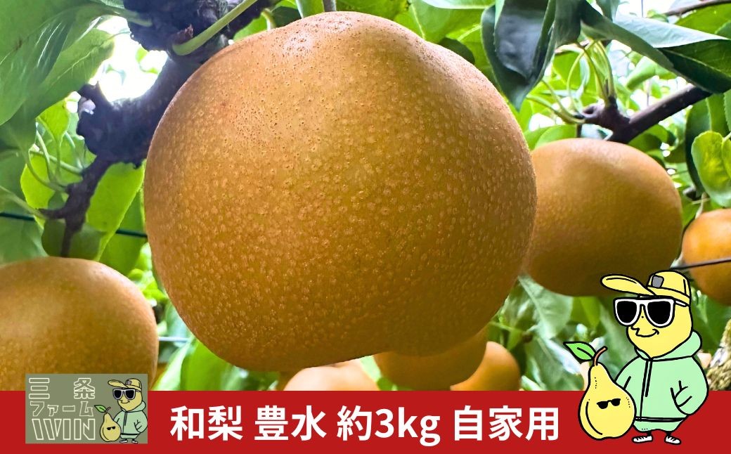 
                  豊水 自家用 約3kg 令和8年度 新潟フルーツ 新潟県産 梨 [三条ファームWIN] 【010S924】
                