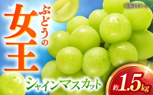 【2026年8月中旬以降発送開始】 シャインマスカット 2～3房 約1.5kg /マスカット シャイン ぶどう 葡萄/大村市/おおむら夢ファームシュシュ [ACAA480]