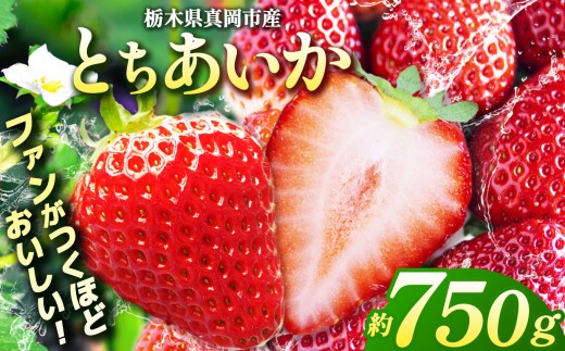 【2027年 先行予約受付中！】3月発送  鮮度抜群！朝採れ旬のとちあいか  750g以上 ｜発送 真岡市 栃木県 送料無料 いちご イチゴ 苺 ストロベリー