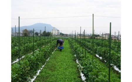 【2025年1月中旬～発送】さや付きそら豆約1.5kgとスナップエンドウ約1kgのセット(アグリスタイル/A-207) そらまめ ソラマメ えんどう 旬 野菜 サラダ 冬 指宿 鹿児島