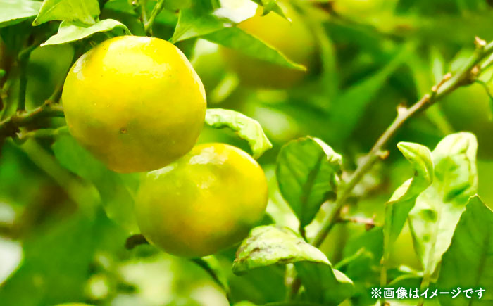 【先行予約】 極早生みかん 2S-2L 約5kg みかん 蜜柑 柑橘 フルーツ 果物 【日本フルーツ株式会社】 [ZFJ054]