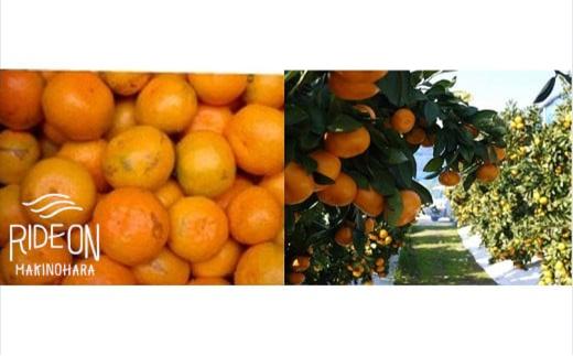 【1月から順次発送予定】 アウトレット 青島みかん 15㎏ 数量限定 柄付き おまかせサイズ サイズ不揃い 訳あり 甘い 果物 くだもの フルーツ みかん ミカン 蜜柑 柑橘 産地直送 国産 静岡県 牧之原市 牧野農園