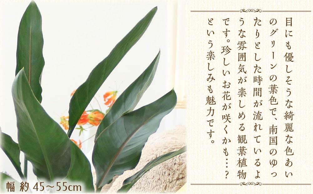 《先行予約》【観葉植物】ストレリチア レギネ 8号 ホワイト陶器鉢 G｜観葉植物 インテリア 部屋 おしゃれ 福岡県筑前町 送料無料