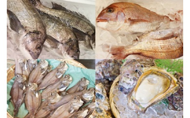 日本海・能生漁港直送！ 旬の鮮魚詰合せ