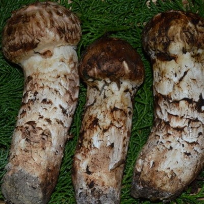 【2026年】秋発送岩泉産朝採り松茸200g【配送不可地域：離島】