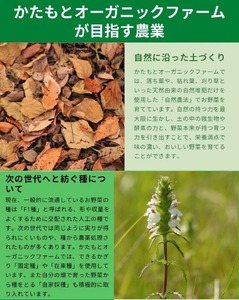 さといも 8kg かたもとオーガニックファーム 野菜 京野菜