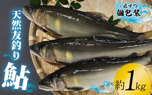 18-17　天然友釣り鮎　約1kg