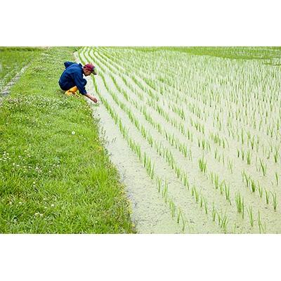 ふるさと納税 長浜市 【令和6年産】滋賀県長浜市　お米が甘い!特別栽培”ミルキークイーン”　5K×2　白米 |  | 02