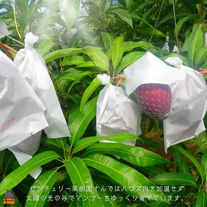 ≪今が旬！≫【家庭用】徳之島センチュリー果樹園さんの完熟マンゴー1kg（2～3玉）( マンゴー フルーツ わけあり 訳あり 訳有 果物 徳之島 )