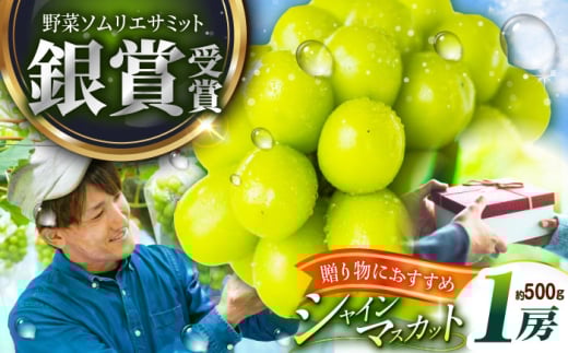 フルーツ	【2026年先行予約】【15個限定】【贈答用】旬の味わいを産地直送で！シャインマスカット 1房（約500g）秀品・化粧箱入り  ぶどう 葡萄 皮ごと 種なし 果物 産直 産地直送 旬 限定 先行予約 高級 ギフト 贈答 贈り物 プレミアム マスカット 大粒 甘い デザート スイーツ 雲南 絶品 フルーツ ご当地 人気 おすすめ 島根県雲南市/ギアファーム [AIAB003]