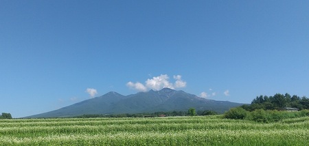 プティ・サブレ缶『八ヶ岳ブルー』サブレ 焼き菓子 ビスケット 詰合せ セット 9個入り スノーボール チーズサブレ 紅茶 アーモンド チーズ ギフト スイーツ お菓子 洋菓子 贈答品 プレゼント