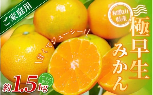 【ご家庭用】手選別 極早生みかん 約1.5kg 和歌山県産 2S~2Lサイズ混合※2025年10月上旬～下旬頃に順次発送【mrmt001】