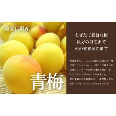 ふるさと納税 上富田町 厳選南高梅 フレッシュ青梅(生梅)【完熟】10kg 大サイズ 朝取り手選別 黄色 南高梅 梅干用 |  | 01