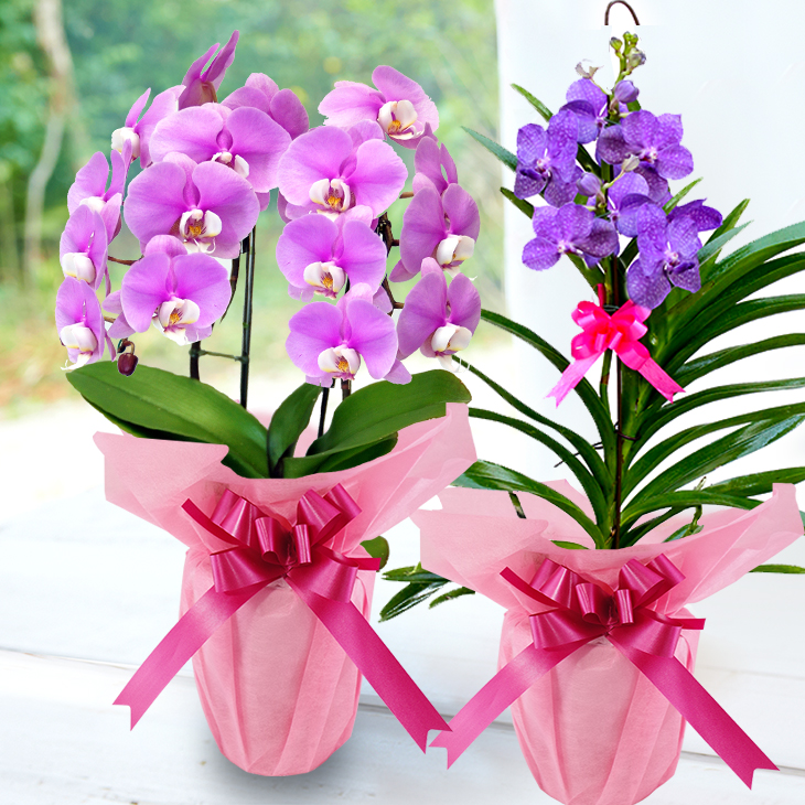 【森水木のラン屋さん】洋蘭 ギフト M 鉢花（高さ40〜60cm）