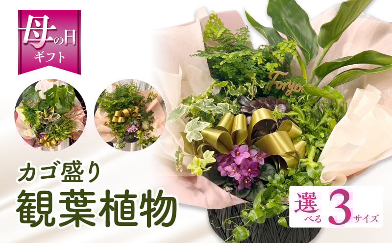 
                  【サイズが選べる】【数量・期間限定】【母の日】観葉植物 カゴ盛り_M238-007-MD-SKU
                