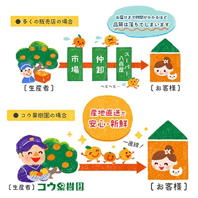 コウ果樹園の「柑橘の大トロ　せとか3kg」【C33-1】【1269378】