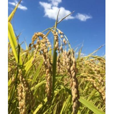 ふるさと納税 南陽市 雪若丸 30kg(玄米)【S2367】 |  | 02