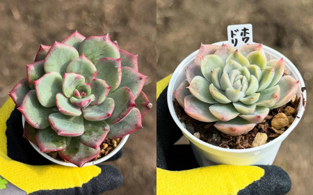 多肉植物 初心者さんも育てやすい エケベリア おまかせ 5種セット / 植物 インテリア 苗 自然 ナチュラル 緑 置物 初心者 栽培 【mucca】[ATHD001]