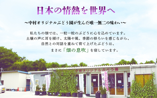 【2026年6月下旬～順次発送】オリジナル品種含むおまかせ3種ぶどう詰め合わせ 約1.4kg 中村オリジナルぶどう園｜※発送前のご連絡についてご注意ください 希少  オリジナル品種含む おまかせ 葡萄