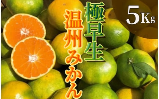 【先行予約】湯の花　極早生温州みかん5kg箱　【 早生 極早生 温州 みかん 果物 果物 フルーツ 旬 柑橘 甘い 新鮮 伊豆 南伊豆 】　<BC-70>