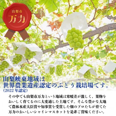 生産者直送　山梨市『万力』極上シャインマスカット2房　計1kg～1.2kg程度【配送不可地域：離島】