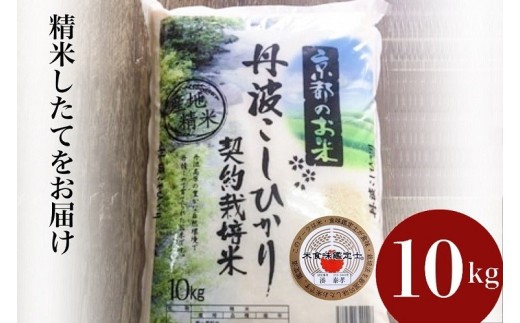 【12月発送】新米 令和8年 京都丹波米 こしひかり10kg◇◆◇ 米 白米 精米 こしひかり精米 京都丹波米精米 白米精米 米つき 精米 こめ コメ つき米 精米済み 精米済 精米後 精米したて 10kg 国内産 こしひかり ※精米したてをお届け コシヒカリ